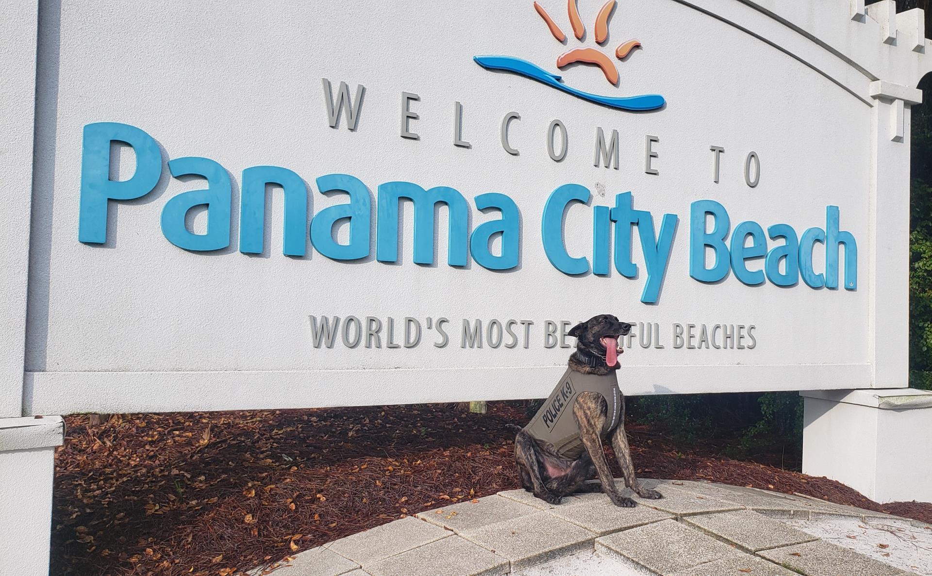 K9 in Kevlar standing in front of sign