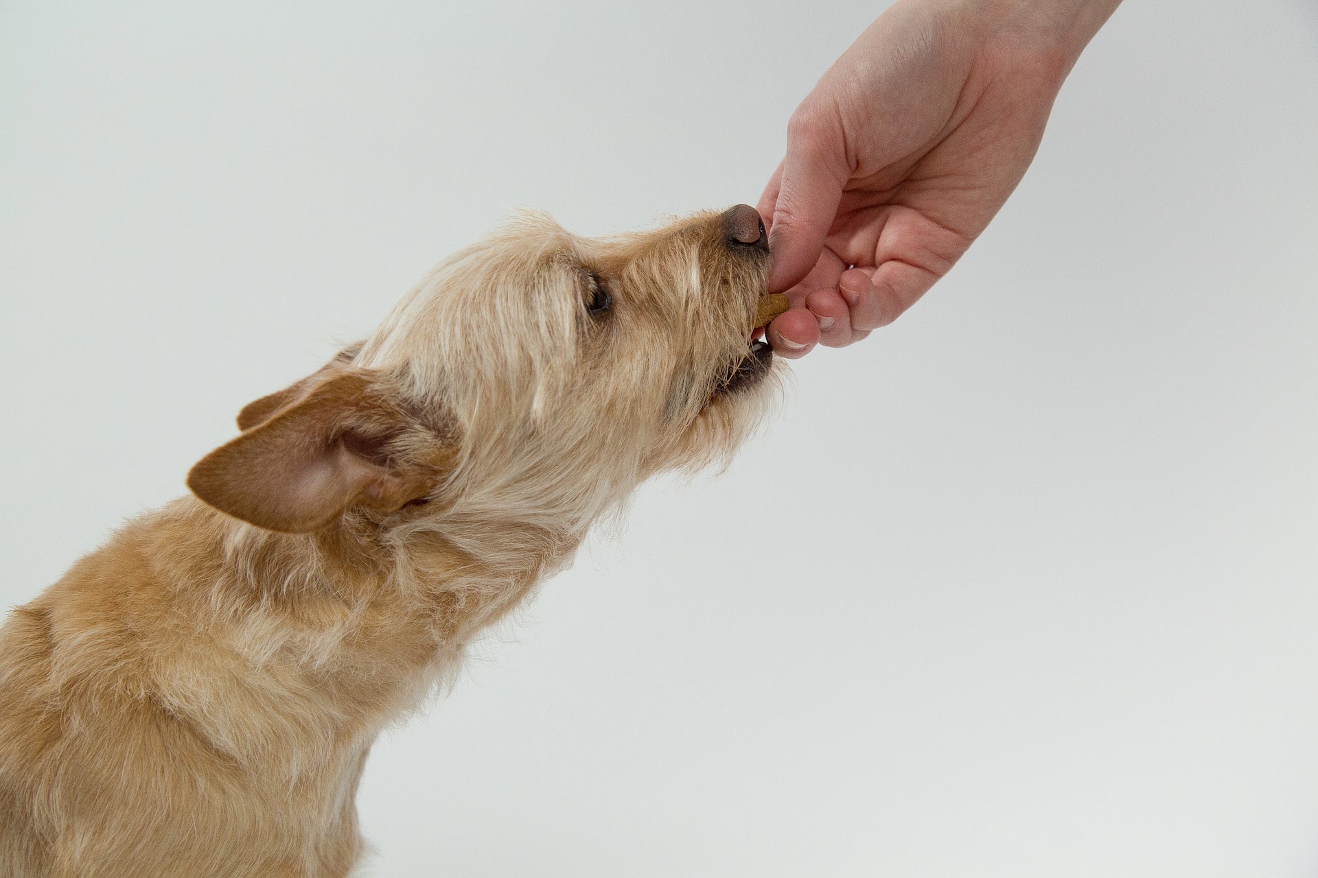 Dog eating from person's hand